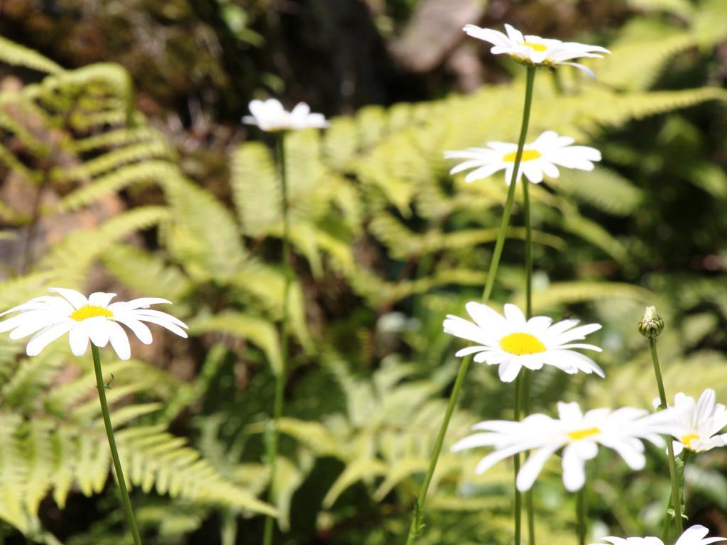 Pension Morinokaze Hakuba Buitenkant foto