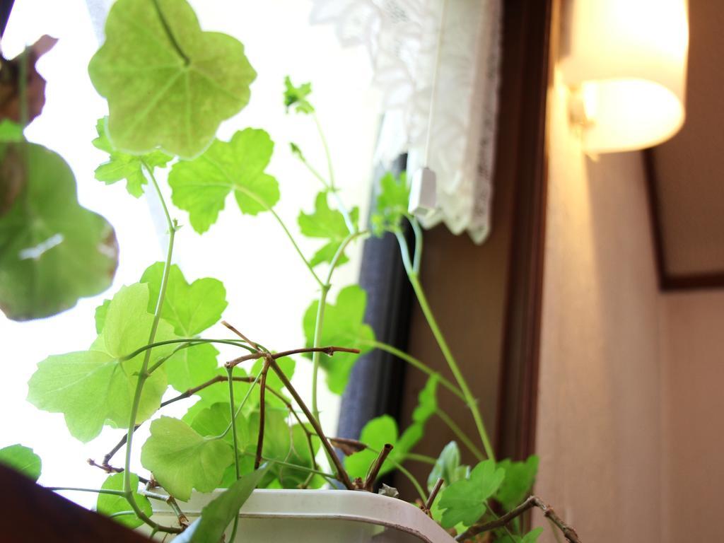 Pension Morinokaze Hakuba Buitenkant foto